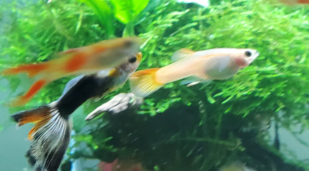 Nouvel arrivant dans le bac des endlers - guppy