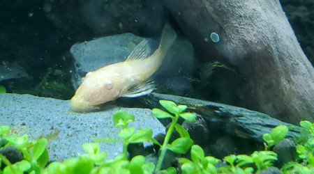 Le mini ancitrus de Radi a bien grandi ?