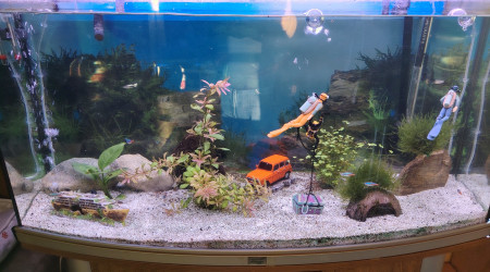 aquarium Mix salle a manger