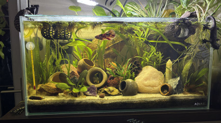 aquarium Tank AQUAEL 60 Kiwi betta giant plakat koi