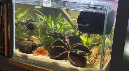 aquarium ZOLUX betta rek 24