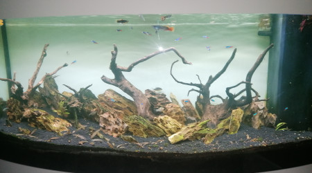 aquarium Shinrin no kodama