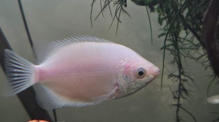 Gourami kissing