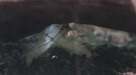 Crevette bleu gabonensis