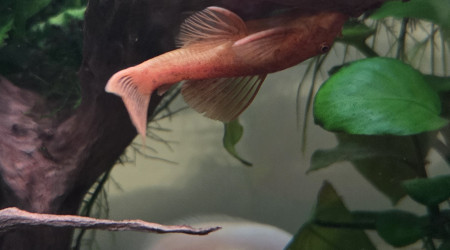 Ancistrus gold femelle