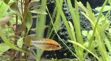 Les habitants sont arrivés !