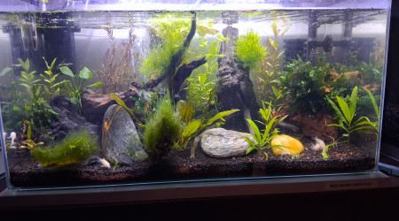 aquarium Petit 60l pour met neocaridina green hulk