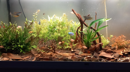 aquarium bac asie du sud est  240 litres