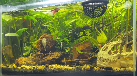 aquarium Tank AQUAEL 60 Nuggets betta plakat koi cellophane