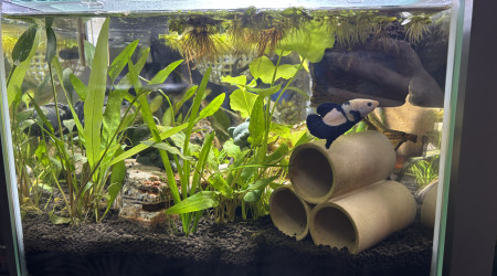 aquarium ZOLUX betta rek 24 Poutine betta HMPK marble blue panda