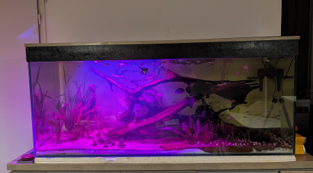 aquarium 450L communautaire