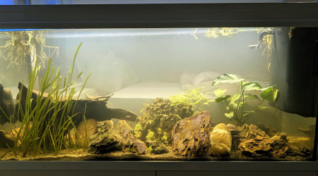 aquarium 300L cichlidés zébré