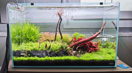 aquarium aquascape hollandai