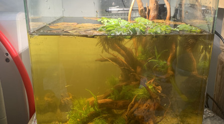 aquarium Bettas sauvages