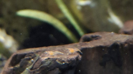 Les petits se promènent