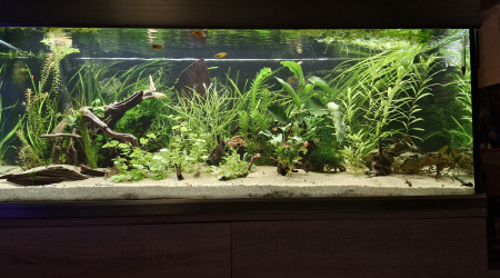 aquarium Proxima 325
