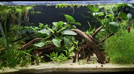 aquarium Eheim 120l pygmeus