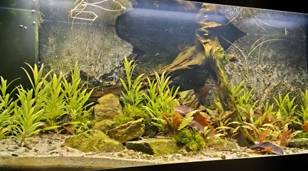 aquarium Aquarium communautaire eau douce