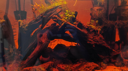 aquarium Blackwater bac