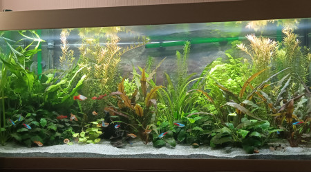 aquarium Mon premier aqua