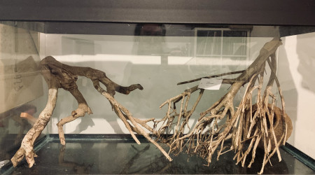 aquarium Biotope Orénoque