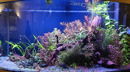 aquarium Juwel Vision 180