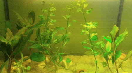 aquarium 40l GuppY bac 1