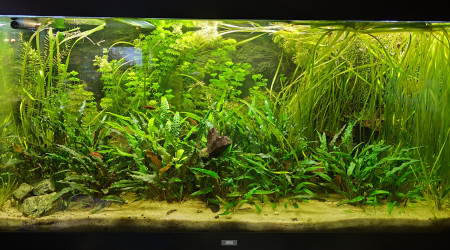 aquarium Bac 360L Biotope Asie
