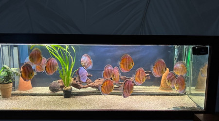 aquarium Biotope Amazonien