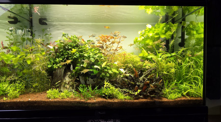 aquarium 200l communautaire