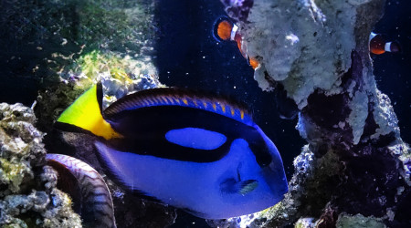 aquarium Récifal 600l