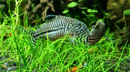 Corydoras - fraie