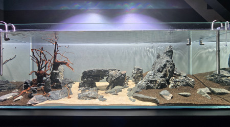 Fin de cyclage en Dark Start... demain, plantation et remise en eau pour un cyclage d'une semaine..