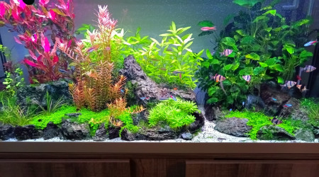 aquarium Aqua 240