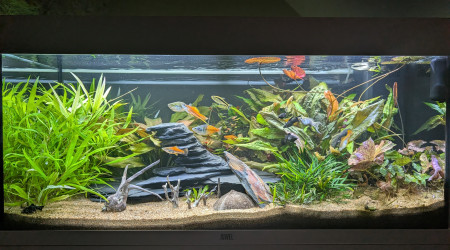 aquarium JUWEL RIO180 ENTREE