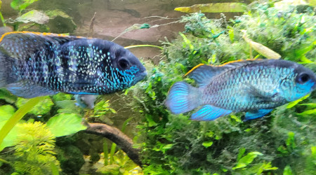 aquarium Acaras