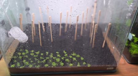 aquarium 70l hollandais