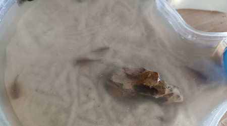 Photos de quelques uns de mes triops