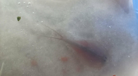 Photos de quelques uns de mes triops