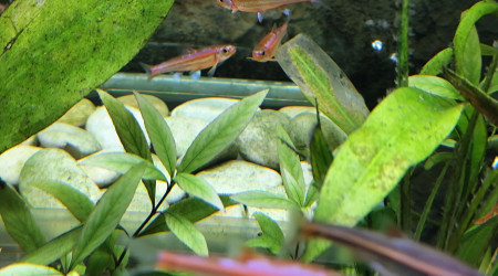 aquarium Notropis Chrosomus