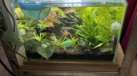 aquarium ZOLUX betta rek 24 Sushi betta plakat samurai