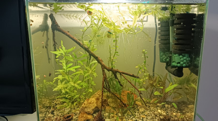 aquarium Le ptit bac à crevettes