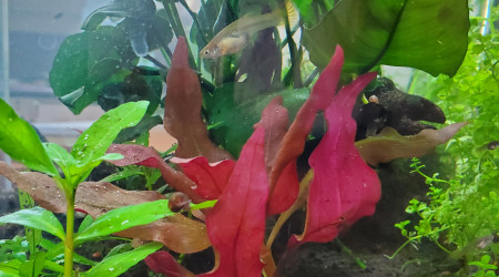 aquarium Aquarium mini