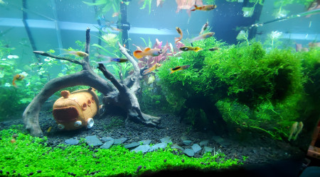 aquarium Aquarium communautaire 60