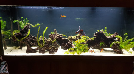 aquarium BAC450