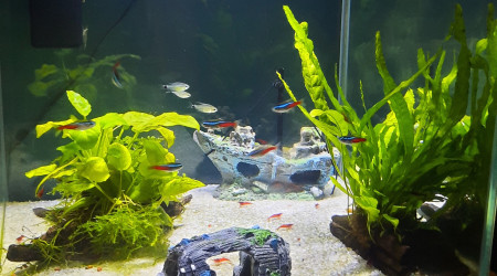 aquarium CrevetteLand