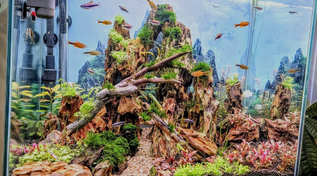 aquarium Le dragon col