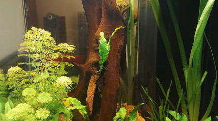 aquarium Aquatlantis Tower 163