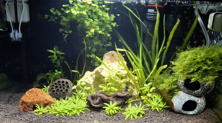 aquarium Petit monde