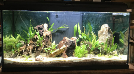 aquarium aquarium salon